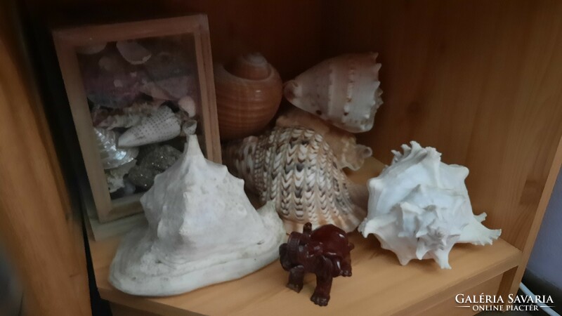 For sale from a legacy to collectors, a very nice collection of sea shells and snails, 6 beautiful large specimens