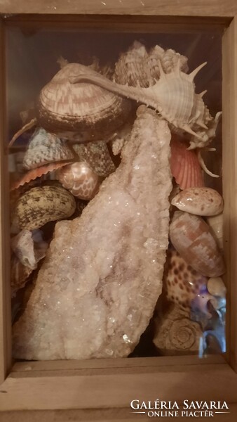 Eladó hagyatékból gyűjtőknek nagyon szép tengeri kagyló-csiga gyűjtemény
