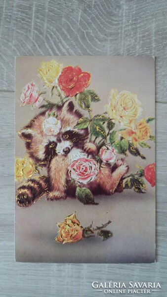 Raccoon (?) Retro postcard