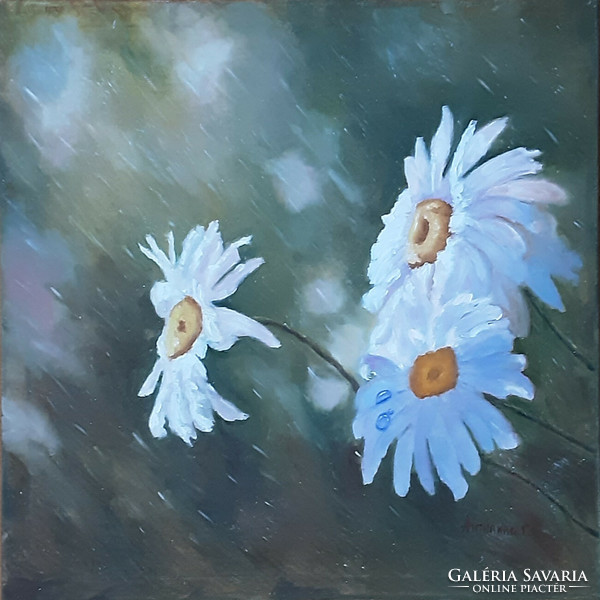 Antiipina galina: chamomile flowers in the rain, oil painting, canvas, 50x50cm