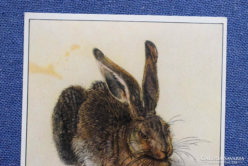 Vtg művész képeslap -  Dürer : Nyúl képe után