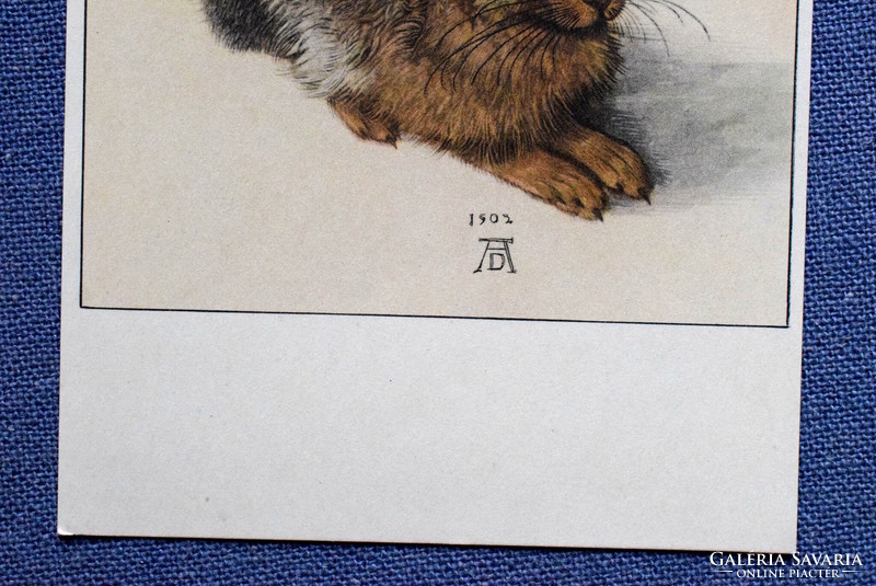 Vtg művész képeslap -  Dürer : Nyúl képe után