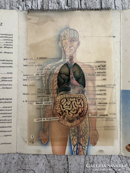 Az emberi test - A Bayer gyógyszergyár reklámkiadványa
