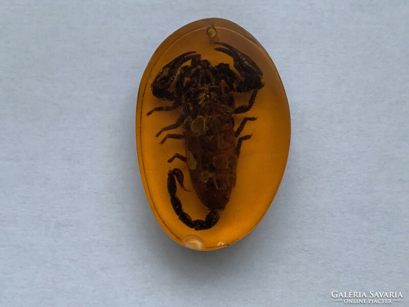 Igazi skorpió  borostyánban, kulcstartó vagy medál
