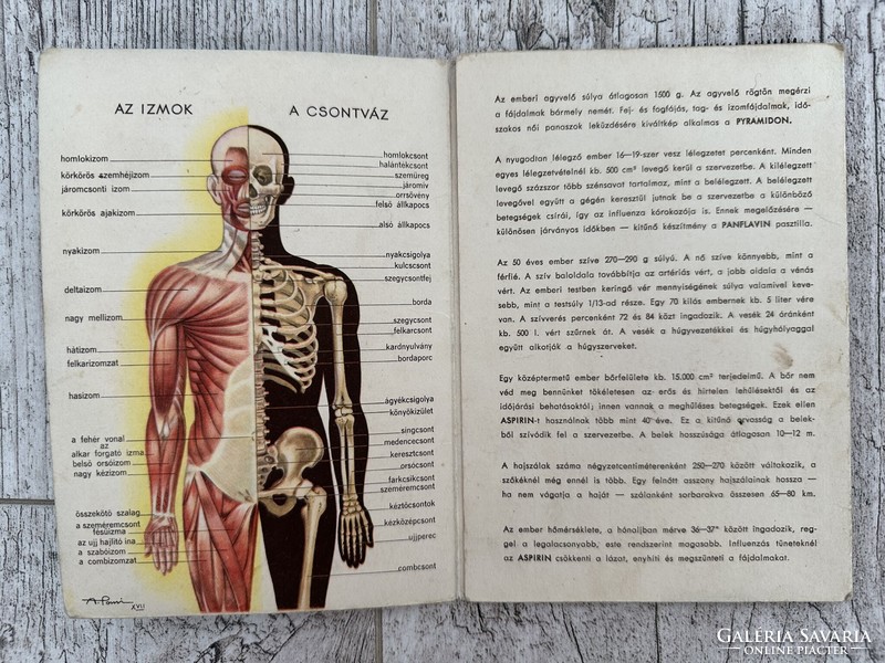 Az emberi test - A Bayer gyógyszergyár reklámkiadványa