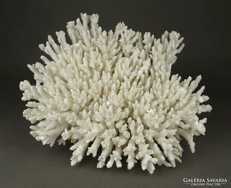 1Q761 large sea white coral 1.645 Kg