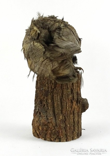 1Q762 owl bird preparation on wooden stump 30 x 35 cm