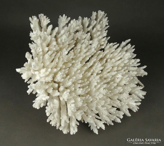 1Q761 Nagyméretű tengeri fehér korall 1.645 kg