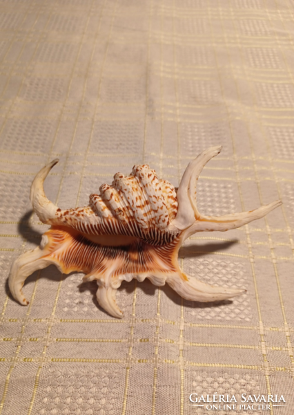 3 Pcs, sea snail shell