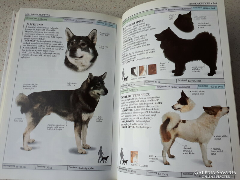 David Alderton Kutyák Határozó kézikönyv