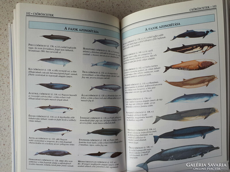 Whales and Dolphins by Mark Carwardine, Definition Handbooks