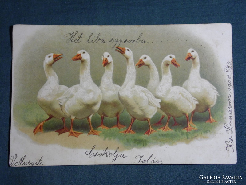 Képeslap,Postcard,artist,grafikai,rajzos,vögel,geese,Gans, hét liba, litho, 1900