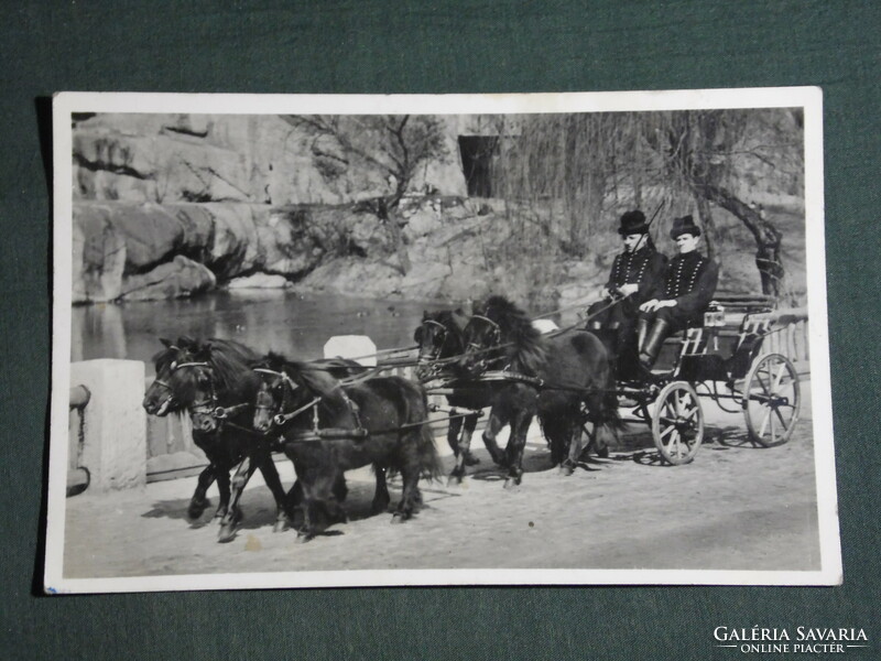 Postcard, Budapest zoo, four pony teeth, 1930-40