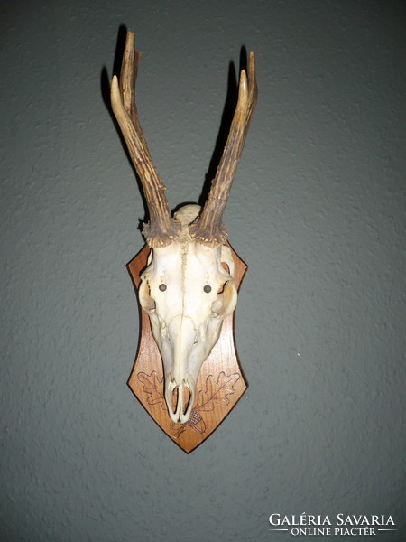 Roebuck trophy, roe deer antler trophy with skull on a wooden base