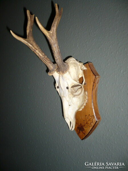 Roebuck trophy, roe deer antler trophy with skull on a wooden base