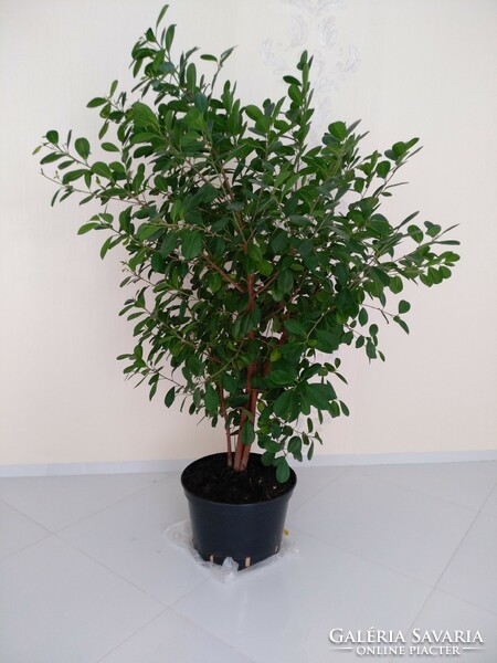 Ficus houseplant with evergreen oval leaves, 170 cm tall, 4 trunks