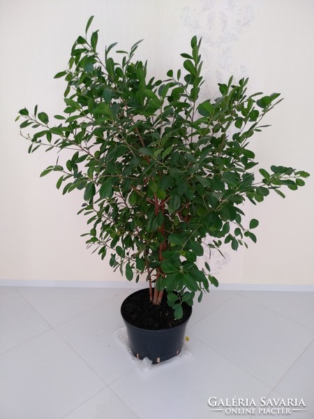 Ficus houseplant with evergreen oval leaves, 170 cm tall, 4 trunks