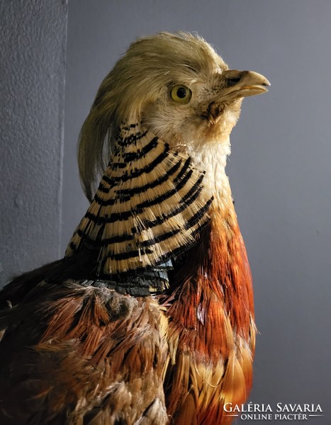 Stuffed stuffed golden pheasant, preparation, taxidermy, trophy