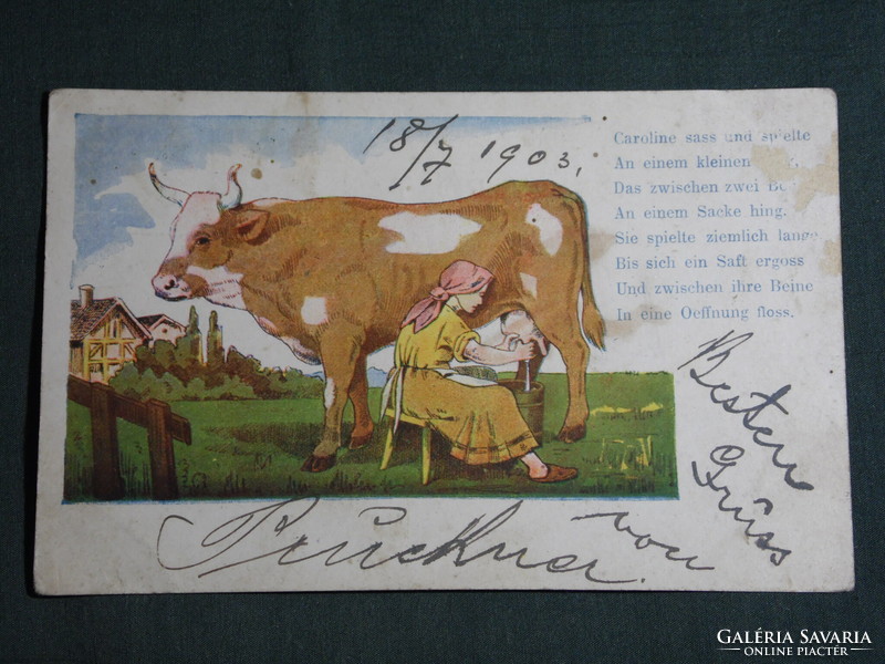 Képeslap, Postcard,Germany,Kuh,artist,humor,móka,vicc ,grafikai rajzos, erotikus, 1903