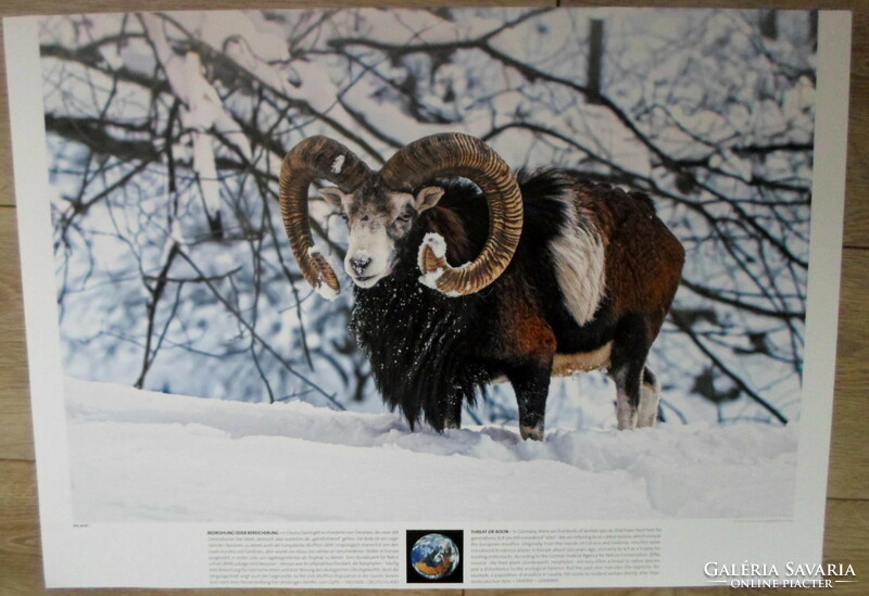 Poster 43.: European mouflon; Germany, Saxony (nature conservation, photo)
