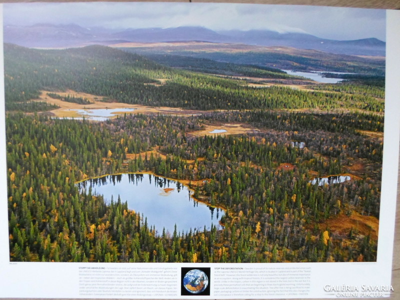Poszter 45.: Lappföldi erdő, fenyves; Svédország (természetvédelem, fotó)