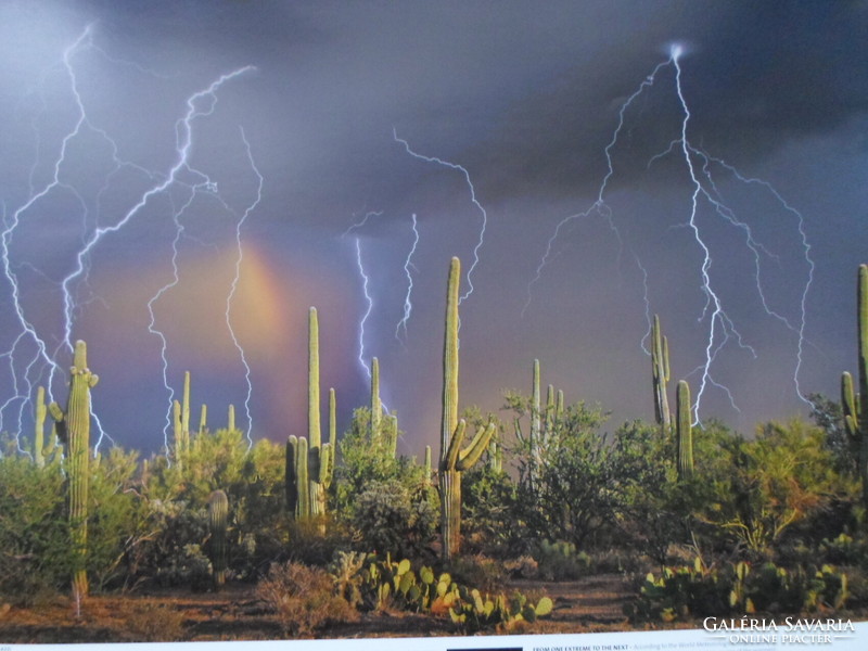 Poszter 46.: a Sonora-sivatag saguaro kaktuszai; USA, Arizona (természetvédelem, fotó)
