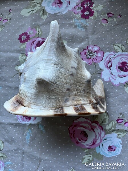 Beautiful large helmet snail, sea snail / cassis ﻿carnuta