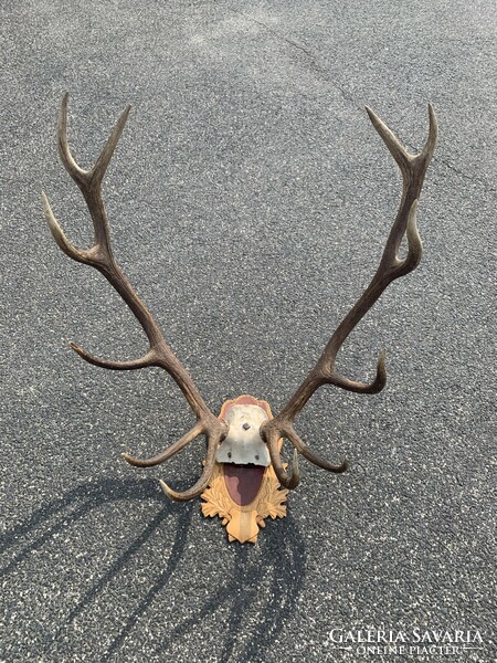 Deer antler trophy on a wooden base