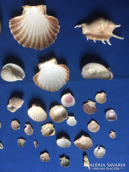 Sea snail - shell (28 dkg, shell 11 x 10.5 cm)