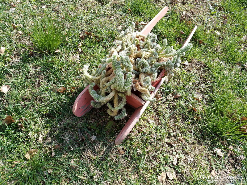 Creative yard planter, flower box, old toy wooden wheelbarrow (65 x 20 cm.)