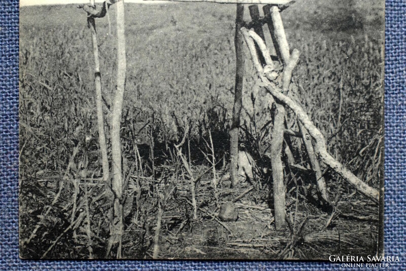 Ethiopia - small child taking care of crops - antique photo postcard