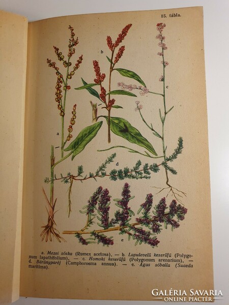 Jávorka-Csapody   Erdő mező virágai