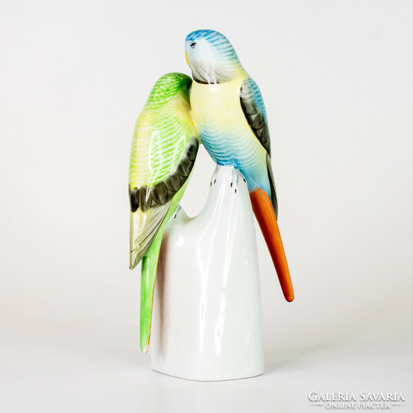 A pair of raven-crowned budgerigars