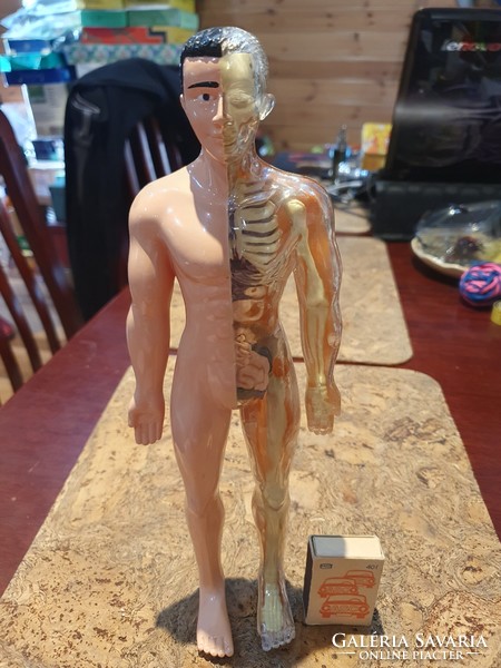 Anatomical disassembly doll with removable guts for death