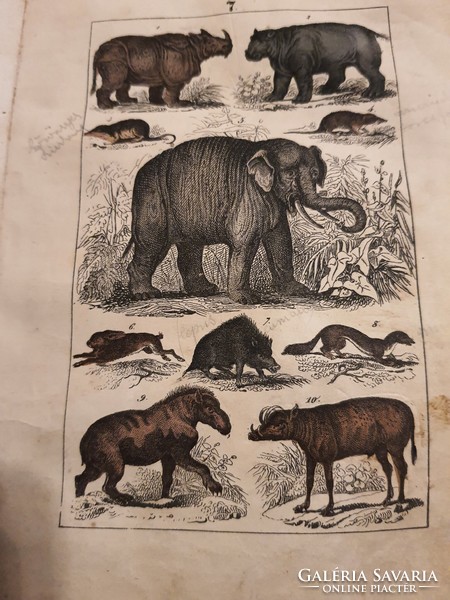 24 Colored engravings animals, plants, minerals - martin: naturgeschichte 1844 - the book is complete