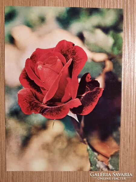 Floral greeting card - retro postcard - postal clean