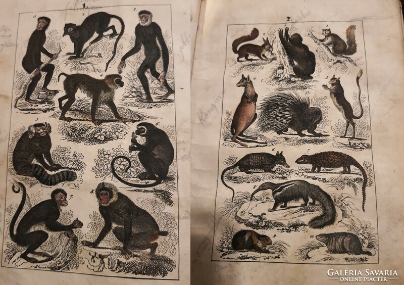 24 Colored engravings animals, plants, minerals - martin: naturgeschichte 1844 - the book is complete