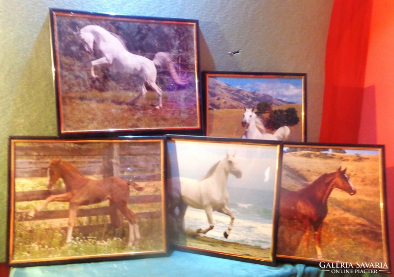 5 darabos   "lovas" kép-kollekció /üvegezett keretekben / 5x(26x21 cm / 5x0.3 kg