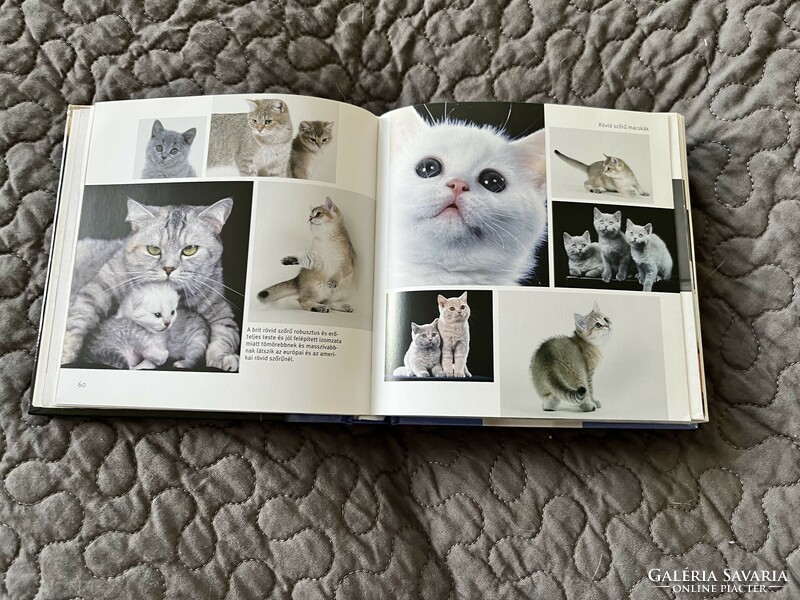 Macskák- 1001 fotón