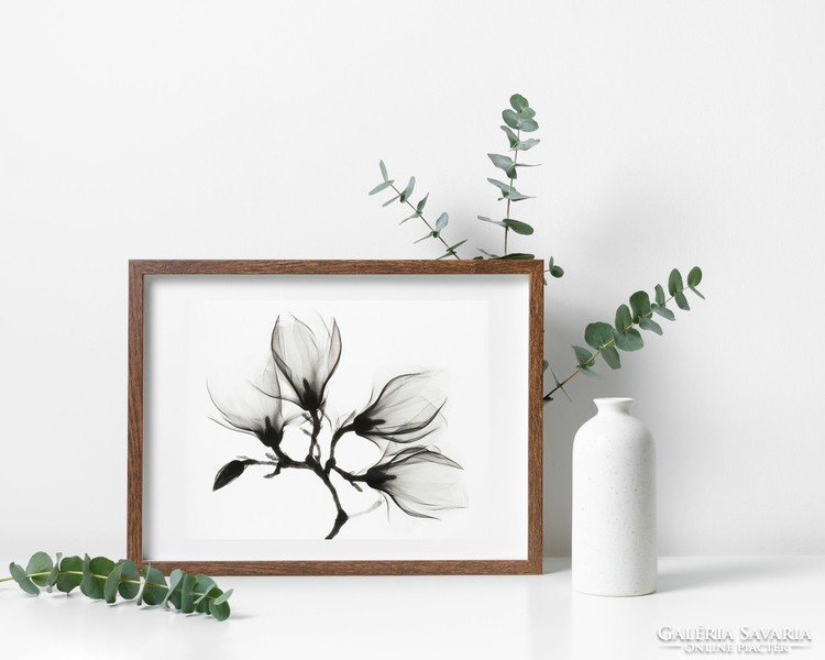 Gyönyörű fekete-fehér fotó print egy virágról 42 * 34.5 cm, reprodukcio papíron , keret nélkül