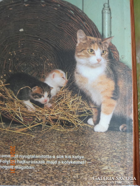 Ágnes Bálint: where is the cat? - Hardcover storybook with photos by György Kapocsy