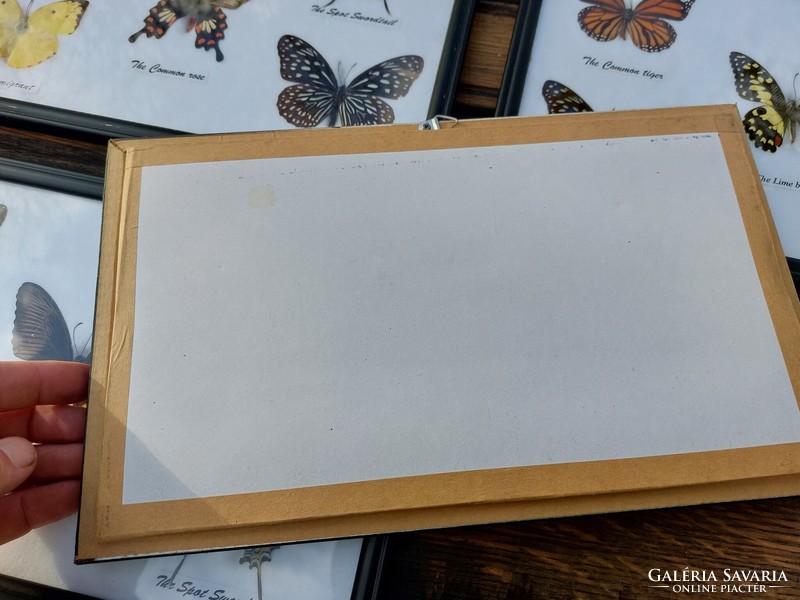 Butterfly preparation framed (110)