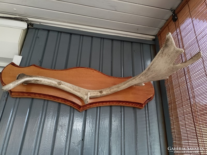 Deer antler hanger 60 cm long HUF 15,000