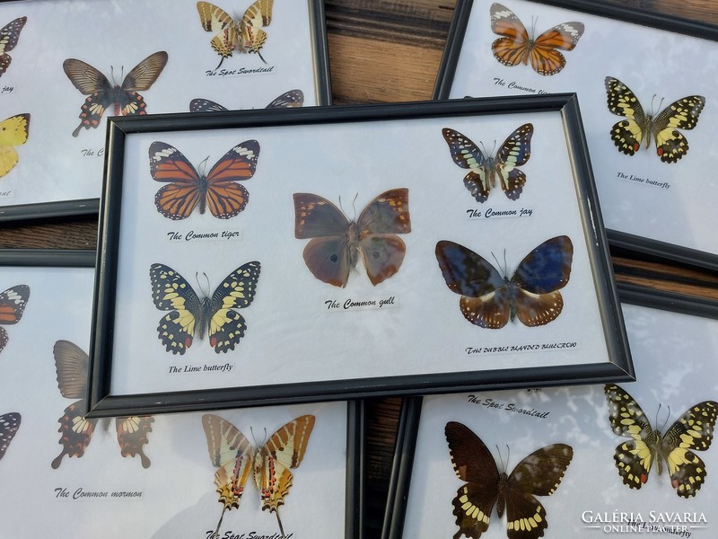 Butterfly preparation framed (110)