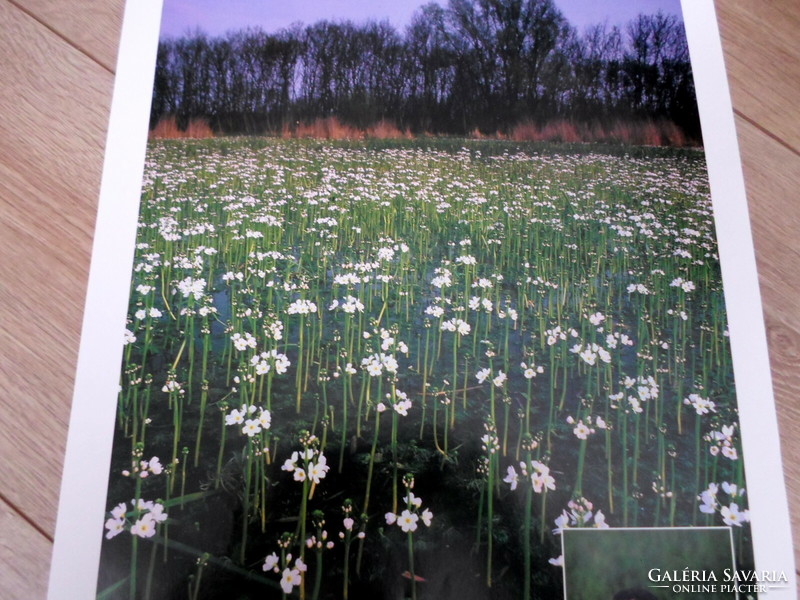 Poster calendar page 2: Tiszaalpár, flower, bakcsó; April (photo poster)