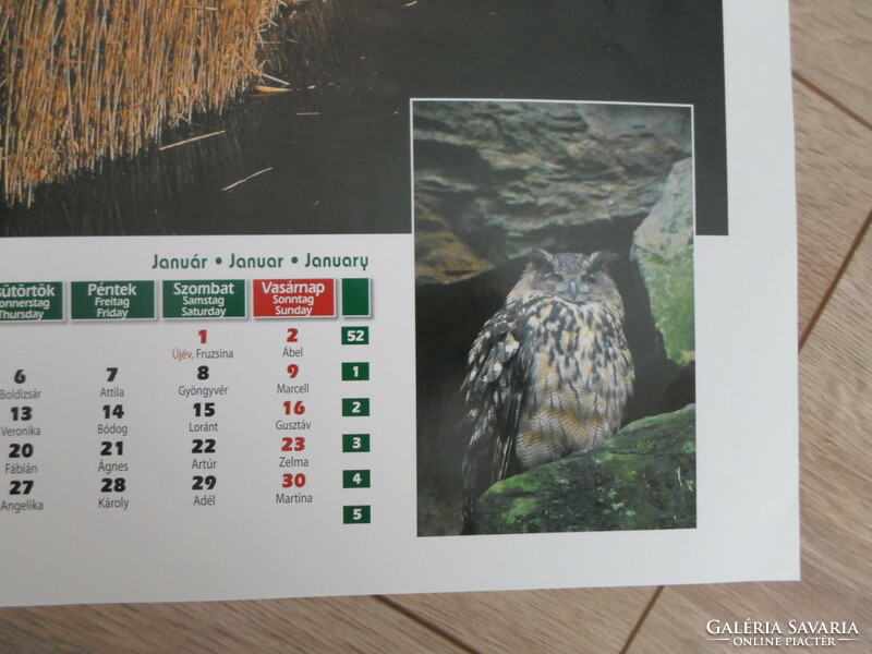 Poster calendar sheet 1.: Lake Velencei, reeds, Uhu; January (photo poster; owl)