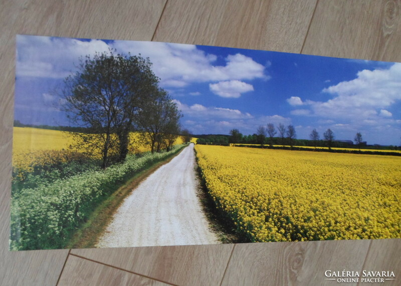Poster 53.: Canola field (photo poster)