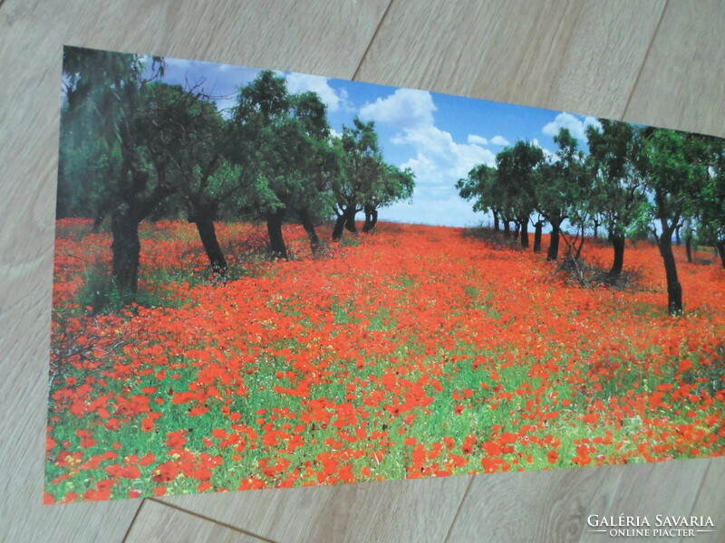 Poster 48.: Poppy forest, grove (photo poster)