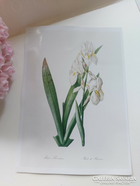 One of Pierre-Joseph Redouté's creations, woman's petal, botanical print reproduction.