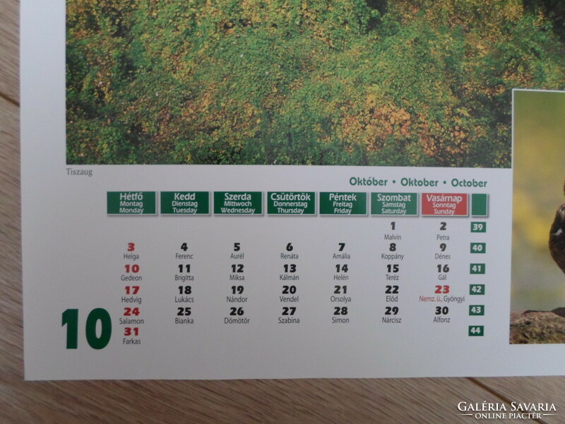 Poszter naptárlap 6.: Tiszaug, tőkés réce; október (fotóposzter)